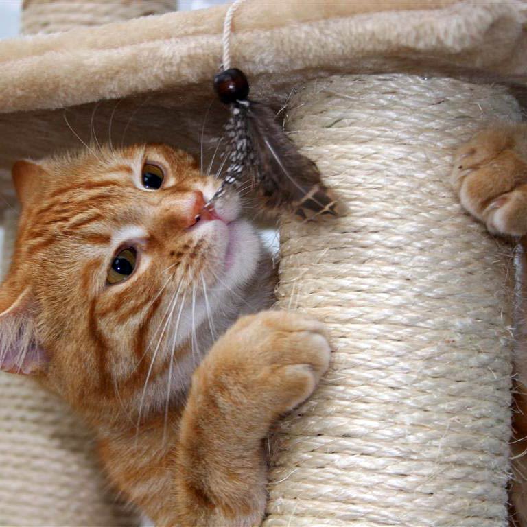 Ginger cat playing