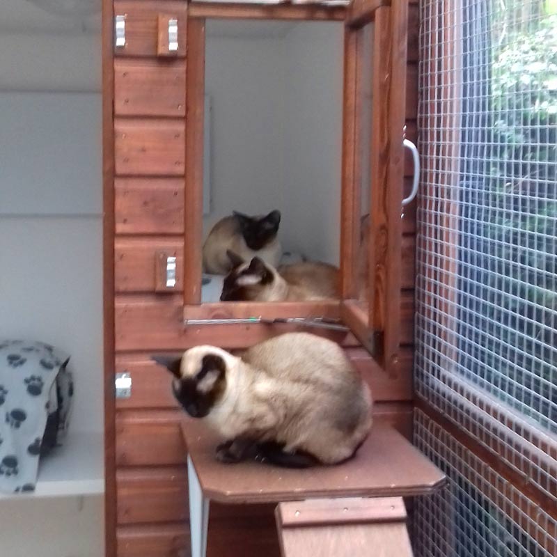 Three Siamese cats